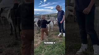 The goat warned him, but he didn't listen 🐐😱 thumbnail