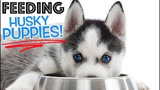 How To Properly Feed Husky Puppies!