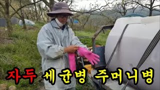 자두농사 주머니병이 벌써 보이기 시작하네요