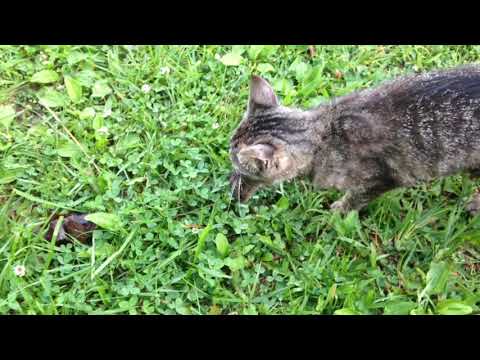 Mama cat teaches her kittens how to hunt