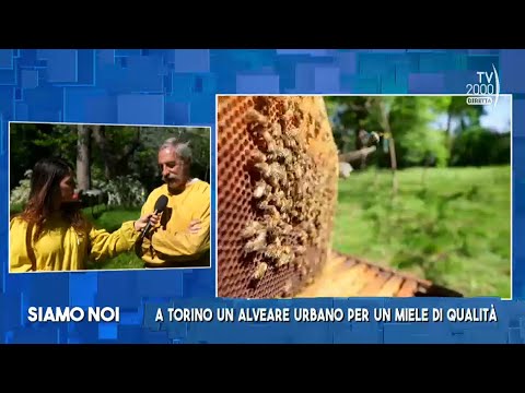 Siamo Noi (Tv2000), 17 aprile 2024 -  Apicoltura: come controllare la sciamatura