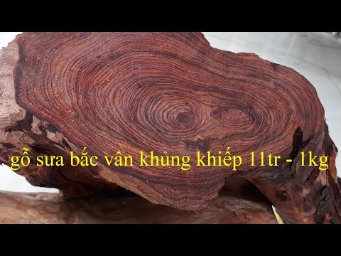 Cận cảnh gỗ sưa bắc vân siêu khủng gỗ già hơn 100 năm