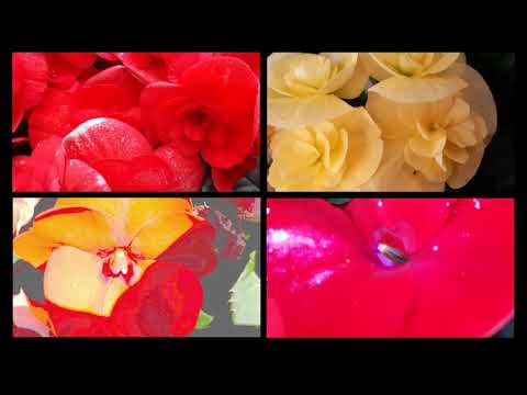 Ruzan Petrosyan- if the flower..