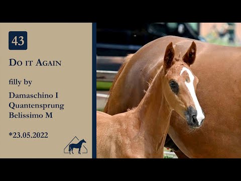 Nr 43 Do it Again