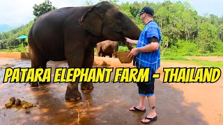 Patara Elephant Farm - Owner for a Day Experience