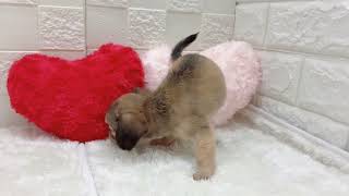 ハーフ犬の動画01