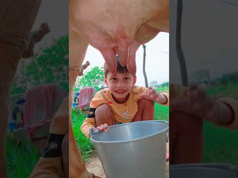 choti choti gaiya ftfggg vh #love #song #funny