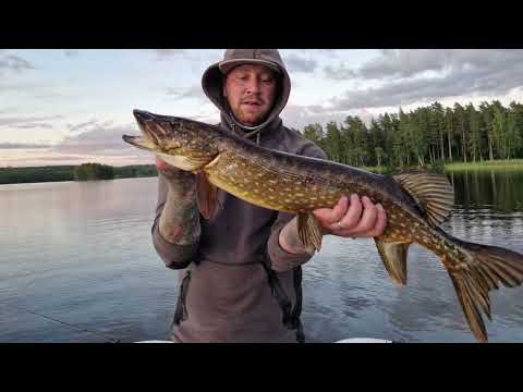 Fiske i stor-björken.