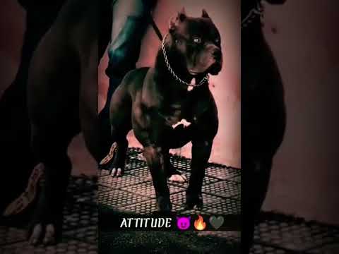 only pitbull lover #trending #trending #trending #pitbulldog #pitbulldog #pitbulldog #tauseef