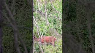 Auf reife Muffel | Sauen und Rotwild in Thüringen | Schwarzwaldhunters |