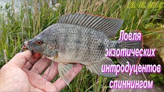 Нототения что за рыба где ловят