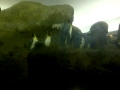 Penguins At The Detroit Zoo