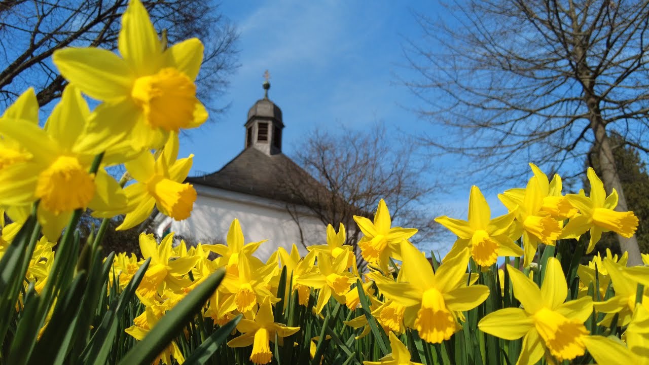 Why Daffodils Are the Ultimate Sign of Spring