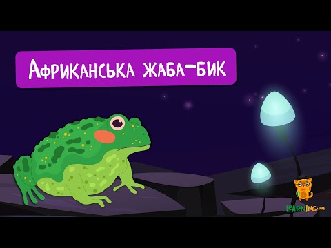 🍀 Дива природи. Явища навколо нас. Африканська жаба-бик (Pyxicephalus adspersus) 🌏