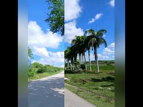 Carretera Guardalavaca a Banes, Holguín, Cuba.#travel #calle#naturaleza #turismo