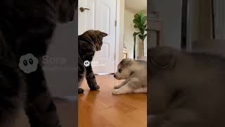 Cat Bullies Puppy Until Mom Husky Opens the Door! 😱🚪