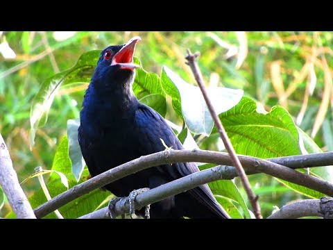 Koyal calls, asian koel bird singing sound, cuckoo bird singing song sound, 4k ultra hd