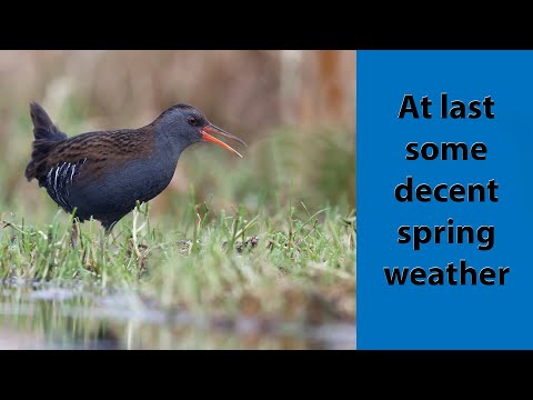 Early spring at RSPB Lakenheath and the Mad March Hare boxing show.