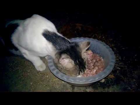 fadila the syrian stray cat eating dinner!