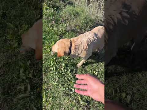 ит балық - 101 бөлім