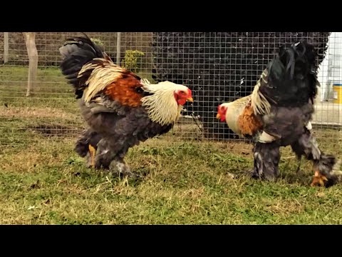 BSO VS BSO BRAHMA ROOSTERS IN THE BACKYARD