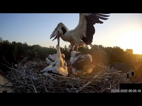 Próba eliminacji - Bociany Taurona - Niepołomice -  20 06 2022