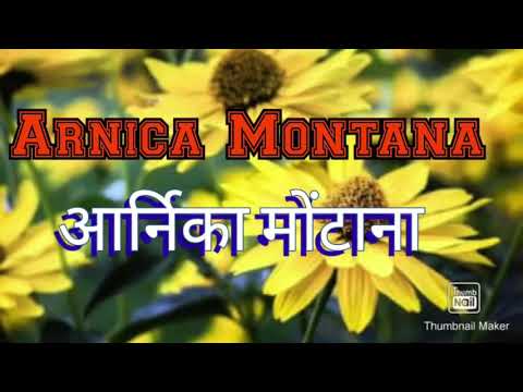 Arnica Montana Benefits|| आर्निका के फायदे #medicinalplant #homeopathy