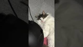 転がっている猫【ノル猫ミロシー】 #shorts