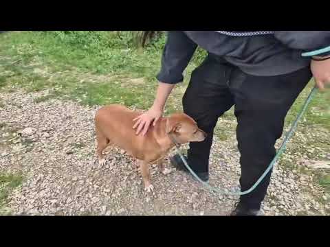 Vídeo de DINIS