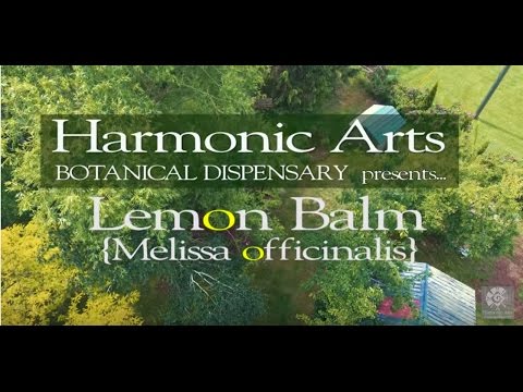 Lemon Balm | Herb of the ages | Yarrow and Terry Willard