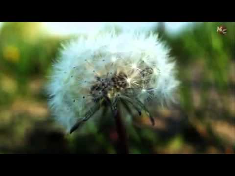 Quatro Estações   Vânia Abreu