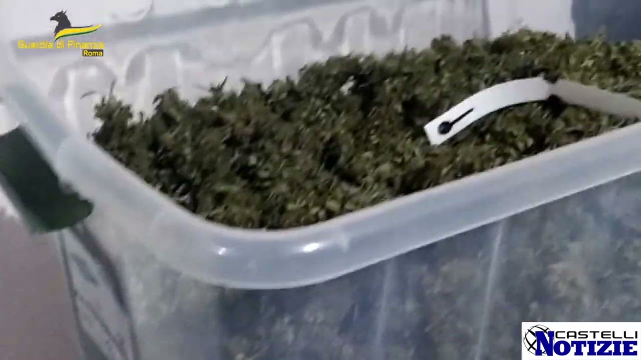 Lariano, la Guardia di Finanza di Colleferro sequestra 56 kg di marijuana a un’azienda agricola
