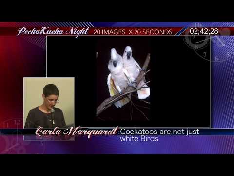Pecha Kucha - Carla Marquardt (Cockatoos Are Not Just White Birds)