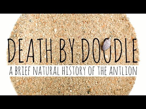Death by Doodle: A Brief Natural History of the Antlion