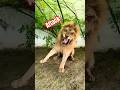 Lion Attack Bigcats Wildliferescue Largecats Lion Wildlife Wildcats Bigcat