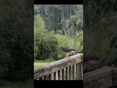 クーパーホークが裏庭から飛び立つクローズアップビュー