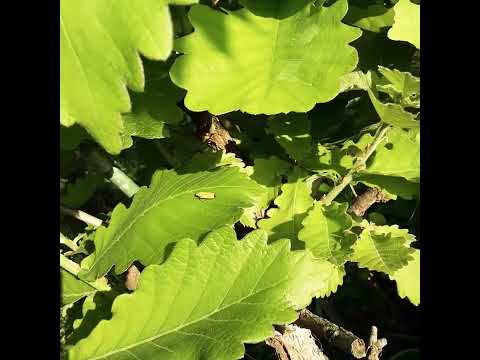 堆肥に含まれる有益な昆虫と非有益な昆虫は何ですか?  庭園