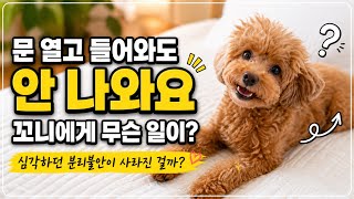 10년 키운 강아지가 집에 도착해도 나타나지 않은 날...  꼬니!!