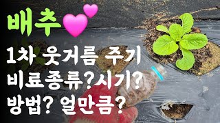 배추???? 1차 웃거름 주기???? 비료종류? 시기? 방법? 얼만큼 주나?