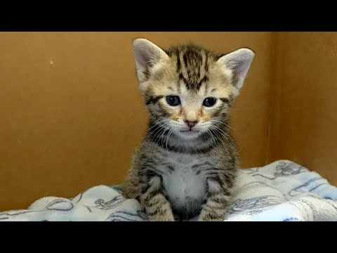 Tinypants everywhere 2019-09-27