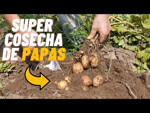 How to know when to harvest potatoes 🥔 / HARVESTING POTATOES 🥔 Tips and Tricks.😉
