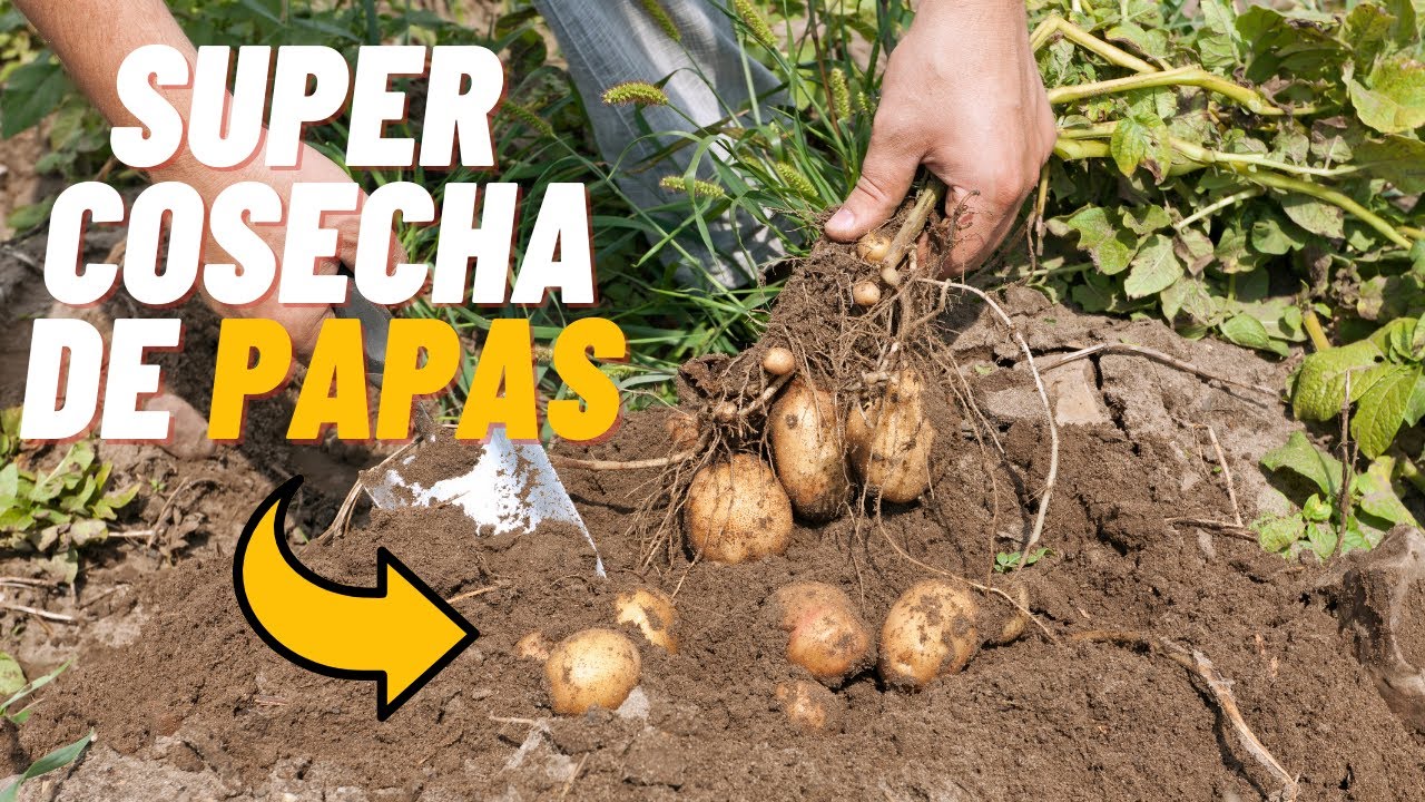 Como saber cuando cosechar las papas 🥔 / COSECHA DE PATATAS O PAPAS 🥔 Trucos y Consejos.😉