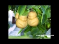 The Most Weird Laughing Sound With The Most Weird Fruit