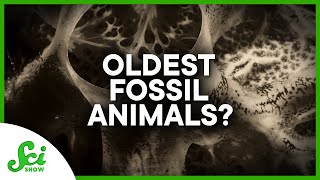 The New Oldest Animal Fossils?