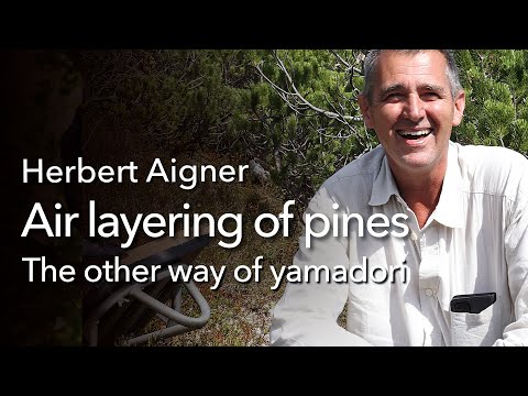 The crazy Bonsai thing - the other way of Yamadori, air layering in the high mountains