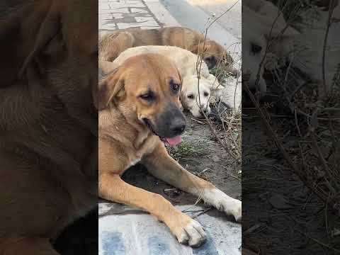 #dog #🐶#ranya#lovly#dog#famliy😍#sabscribe please