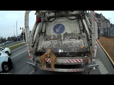 Szemetes gorilla - Trash gorilla