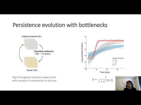 Population bottlenecks strongly affect the evolutionary dynamics of antibiotic persistence