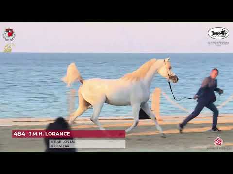 N 484 J M H  LORANCE   Al Dhafrah Arabian Horse Championship 2023   Stallions 4 6 Years Old Class 9A