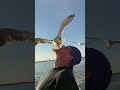 A Seagull Eats A Cheeto Out Of My Mouth Orange Beach Alabama